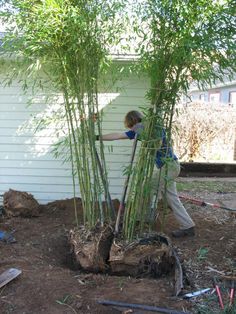 a person is digging in the dirt near some bamboo trees