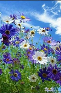 purple and white daisies in the grass under a blue sky