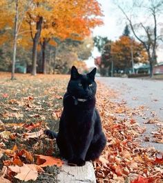 a black cat sitting on top of a tree stump in the middle of fall leaves