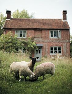 two sheep graze in front of an old brick house on the outskirts of a field