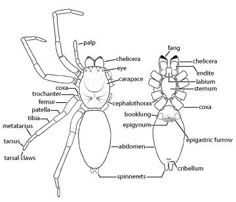 an insect labeled in the body with labels on its legs and parts to describe it