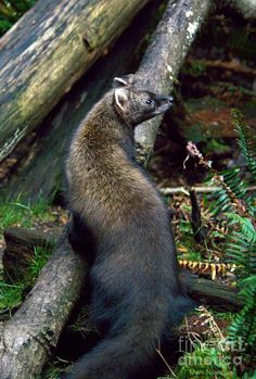 a brown animal standing on its hind legs in the woods next to a fallen tree