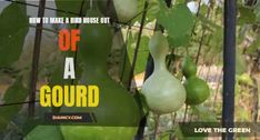 an advertisement for gourd is hanging from a tree with green fruit on it