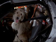 a dog sitting in the driver's seat of a car with its tongue hanging out