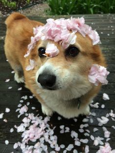 a dog with pink flowers on its head looking at the camera while standing in front of confetti