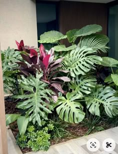 some plants are growing in the corner of a building