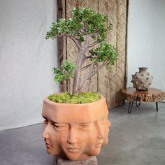 a bonsai tree growing out of a clay head