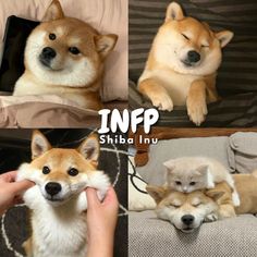 four different pictures of dogs with their heads resting on each other's paws and the words infp shiba innu above them