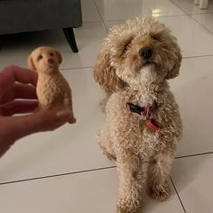 a small dog sitting on top of a white floor next to a person's hand