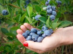 a person holding blueberries in their hand on top of a bush with green leaves