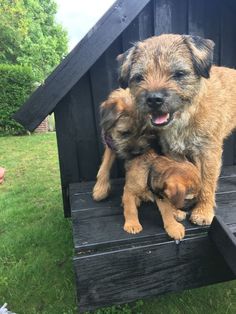 two dogs are sitting in a doghouse on the grass, one is brown and the other is black