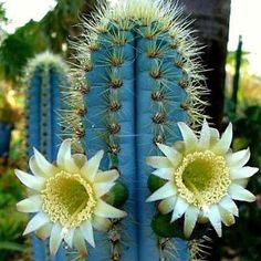 two white flowers are in the middle of a cactus