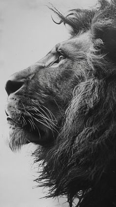 a black and white photo of a lion's head with hair blowing in the wind