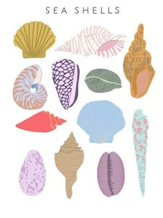 an illustration of sea shells on a white background with the words, seashells