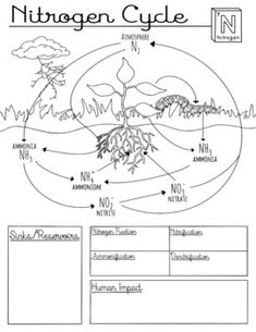 an image of a diagram with the names of plants and animals in each part of it