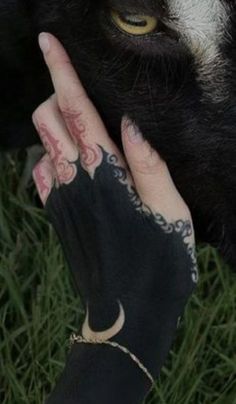 a close up of a person's hand with tattoos on their fingers near a black and white cow