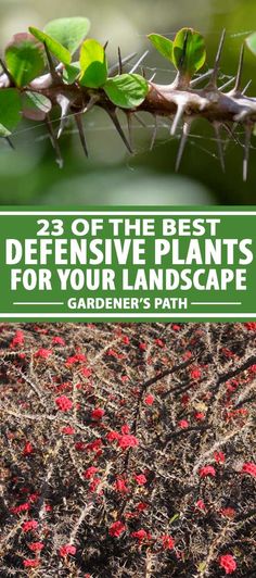 plants with red flowers growing on them and the words 25 of the best defensive plants for your landscape