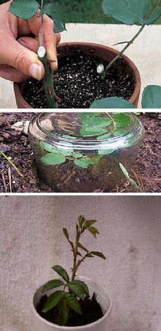 three pictures showing different stages of growing plants in pots, and the first photo shows how they grow from seed to plant