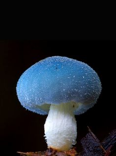 a blue and white mushroom sitting on top of a tree branch in front of a black background