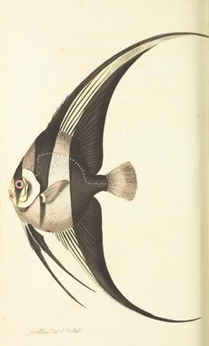 an illustration of a fish with black and white stripes on it's body, swimming in the water