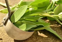 a cup filled with green leaves sitting on top of a stone floor next to plants