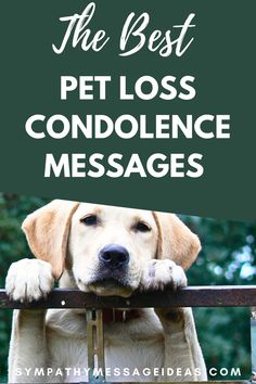 Heartfelt Pet Loss Condolence Messages: Finding Comfort in Times of Grief Sympathetic Quotes, Sayings For Loss Of Pet, Cat Condolences Loss Of Pet, Pet Sympathy Quotes, Pet Loss Card, Expressing Sympathy, Loss Of Pet Card, Words For Sympathy Card, Sympathy Card Sayings