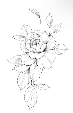 Peony Rose Tattoo Design, Flower Design Tattoo Sketches, Peony Flower Tattoo Stencil, Peony Outline Drawing, Peonies Flower Drawing, Peony Flowers Drawing, Peony Reference Photo, Lily Flower Line Drawing, Swirly Flower Tattoo