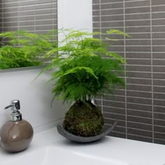 a potted plant sitting on top of a bathroom sink next to a faucet