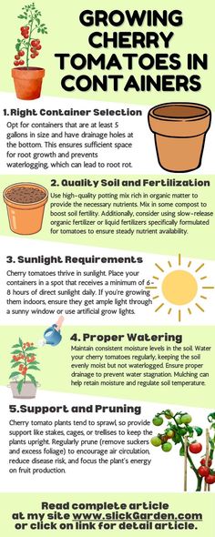 an info sheet describing how to grow cherry tomatoes in containers and potted plants with instructions