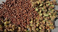 an assortment of nuts and leaves on the ground