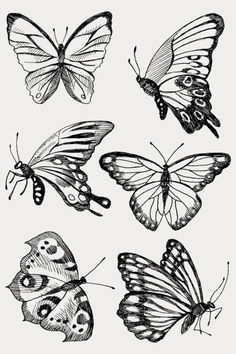 four different types of butterflies with black and white markings on their wings, vintage line drawing or engraving illustration