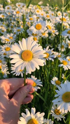 a person is picking up some daisies from the ground