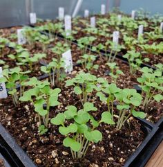 small green plants are growing in the soil on trays with numbered signs attached to them