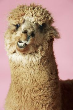 an alpaca looking at the camera on a pink background