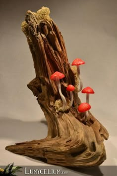 a group of mushrooms growing out of a tree stump