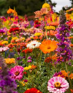 A colorful, blooming cottage garden with cosmos, daisies, and zinnias, ideal for a peaceful and easy-care outdoor retreat. Easiest Flowers To Grow, Low Maintenance Garden, Garden Guide, Cottage Garden, Flower Garden, Cottage, Flowers