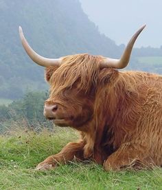 an animal with long horns laying in the grass