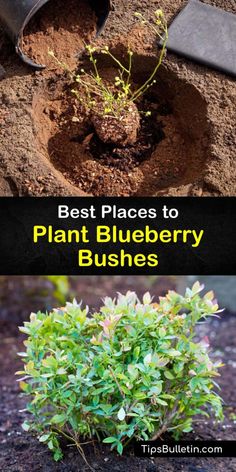 the best places to plant blueberry bushes