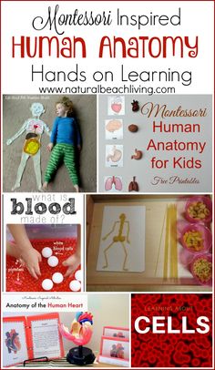 the collage shows different types of human anatomy and how they are used to teach them