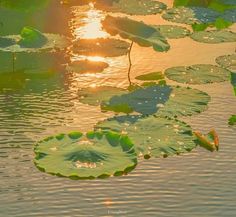 the sun is setting over lily pads on the water's surface in this photo