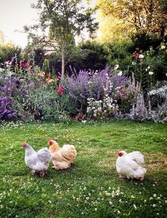 three chickens are walking in the grass near some flowers and bushes, while another chicken is sitting on the ground