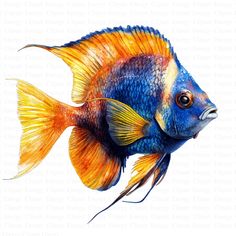 an orange and blue fish with yellow fins