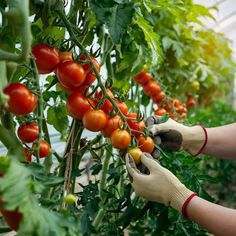 a person in gloves is picking tomatoes off the vine