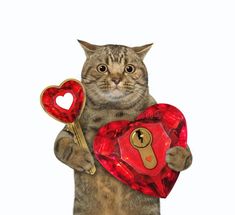 a cat is holding a heart shaped box and a key