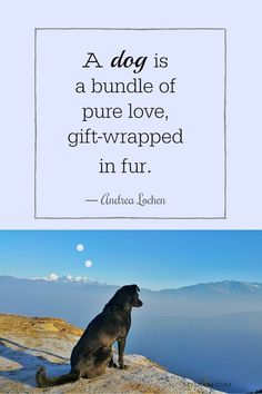 a dog is a bundle of pure love, gift - wrapped in fur quote by antea lohan