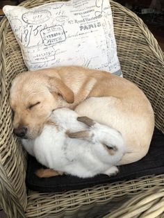 a dog sleeping in a wicker chair next to a white and brown cat on top of a pillow