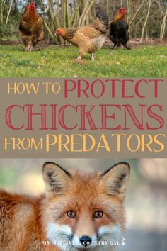 the cover of how to protect chickens from predators, including an image of a fox and two hens