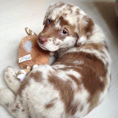 a brown and white dog laying on the floor with a stuffed animal