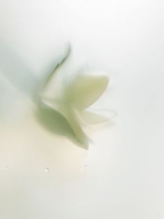 a white flower with water droplets on it