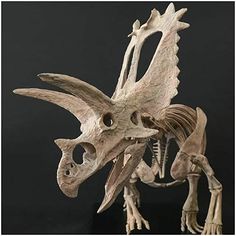 an animal skeleton is shown on a black background